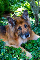 Senior German Shepherd dog (age 13) in yard vegetation; Illinois, USA