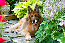 Senior German Shepherd dog (age 13) in yard vegetation;  Illinois, USA