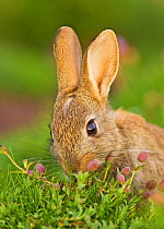 European rabbit (Oryctolagus cuniculus) feeding, UK