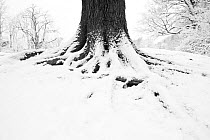 Base of large tree covered in snow, Regents Park, London, UK February 2012