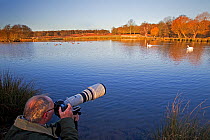 Wildlife photographer Tony Heald photographing Swans in Richmond Park, London, UK January 2012