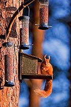 Red squirrel (Sciurus vulgaris) at bird feeder, Scotland, UK