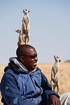 Wild meerkats (Suricata suricatta) habituated to humans acting as sentry and standing alert on local guide's head for height, Makgadikgadi Pans, Kalahari desert, Botswana. No release available.