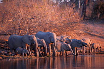 Herd of elephants (Loxodonta africana) drinking in the Linyanti River during the dry season, Chobe National Park, Botswana.