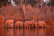 Herd of elephants (Loxodonta africana) drinking in the Linyanti River during the dry season, Chobe National Park, Botswana.