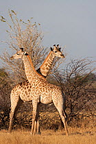 Two young male giraffes (Giraffa camelopardalis) standing in opposite directions. Mombo, Moremi Game Reserve, Chief Island, Okavango Delta, Botswana.