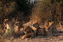 Pride of African lions sunbathing (Panthera leo) in the early morning, Mombo, Moremi Game Reserve, Chief Island, Okavango Delta, Botswana.