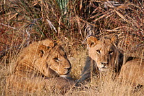 Two young male lions (Panthera leo) resting, Mombo, Moremi Game Reserve, Chief Island, Okavango Delta, Botswana.