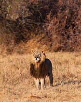 Unique lioness (Panthera leo) female with a mane resembling that of a male lion standing alert, Mombo, Moremi Game Reserve, Chief Island, Okavango Delta, Botswana.
