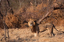 Unique lioness (Panthera leo) female with a mane resembling that of a male lion standing alert, Mombo, Moremi Game Reserve, Chief Island, Okavango Delta, Botswana.