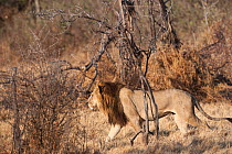 Unique lioness (Panthera leo) female with a mane resembling that of a male lion walking under tree branch, Mombo, Moremi Game Reserve, Chief Island, Okavango Delta, Botswana.