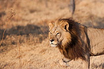 Unique lioness (Panthera leo) female with a mane resembling that of a male lion hunting, Mombo, Moremi Game Reserve, Chief Island, Okavango Delta, Botswana.