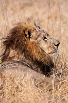 Unique lioness (Panthera leo) female with a mane resembling that of a male lion lying down, Mombo, Moremi Game Reserve, Chief Island, Okavango Delta, Botswana.