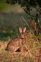 Eastern Cottontail rabbit (Sylvilagus floridanus) standing alert, Chincoteague National Wildlife Refuge, Chincoteague Island, Virginia, USA