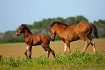 Wild Chincoteague (Equus caballus) colt (on the right) chasing a newborn Chincoteague colt, Chincoteague National Wildlife Refuge, Chincoteague Island, Virginia, USA, June