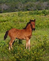 Wild Chincoteague (Equus caballus) colt standing, Chincoteague National Wildlife Refuge, Chincoteague Island, Virginia, USA, June