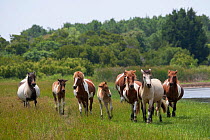 Wild Chincoteague (Equus caballus) band of horses trotting, Chincoteague National Wildlife Refuge, Chincoteague Island, Virginia, USA, July