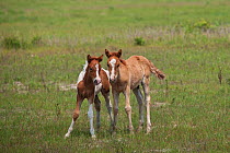 Wild Chincoteague (Equus caballus) two colts standing, Chincoteague National Wildlife Refuge, Chincoteague Island, Virginia, USA, June