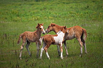 Wild Chincoteague (Equus caballus) three colts playing, Chincoteague National Wildlife Refuge, Chincoteague Island, Virginia, USA, June