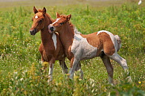 Wild Chincoteague (Equus caballus) two colts playing, Chincoteague National Wildlife Refuge, Chincoteague Island, Virginia, USA, June