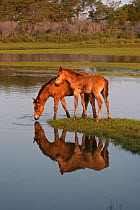 Wild Chincoteague (Equus caballus) two colts reflecting in water, Chincoteague National Wildlife Refuge, Chincoteague Island, Virginia, USA, July
