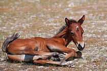 Wild Chincoteague (Equus caballus) newborn colt trying to stand up, Chincoteague National Wildlife Refuge, Chincoteague Island, Virginia, USA, June