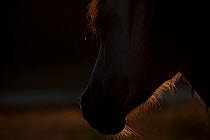 Wild Chincoteague (Equus caballus) backlit close up of breeding stallion, Chincoteague National Wildlife Refuge, Chincoteague Island, Virginia, USA, July