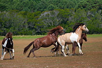 Wild Chincoteague (Equus caballus) two breeding stallions fighting, Chincoteague National Wildlife Refuge, Chincoteague Island, Virginia, USA, June Sequence 1 out of 3.