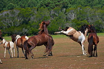 Wild Chincoteague (Equus caballus) two breeding stallions fighting, Chincoteague National Wildlife Refuge, Chincoteague Island, Virginia, USA, June Sequence 2 out of 3.