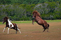 Wild Chincoteague (Equus caballus) two breeding stallions fighting, Chincoteague National Wildlife Refuge, Chincoteague Island, Virginia, USA, June Sequence 3 out of 3.