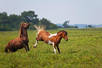 Wild Chincoteague (Equus caballus) two breeding stallions fighting, Chincoteague National Wildlife Refuge, Chincoteague Island, Virginia, USA, June