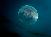 Common / Moon Jellyfish (Aurelia aurita) seen from below. Cardigan Bay, Wales, June. Highly commended, marine category, British Wildlife Photography Awards (BWPA) competition 2012.