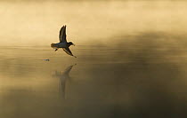 Common sandpiper (Actitis hypoleucos) adult in flight over misty loch at dawn. Cairngorms National Park, Scotland, UK. Highly commended, 'Habitat' category, British Wildlife Photography Awards (BWPA)...