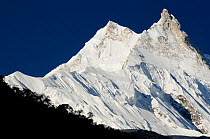Manaslu Himal (8.163m) from Samagaon village (3.530m). Manaslu Conservation Area, Himalayas, Nepal, October 2009.