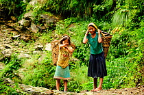 Girls carrying wood in baskets round head, Budhi Gandaki river valley. Manaslu Conservation Area, Himalayas, Nepal, October 2009.