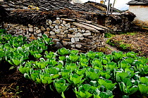 Kitchen garden with cabbages in the village of Samagaon (3.530m). Manaslu Conservation Area, Himalayas, Nepal, October 2009.