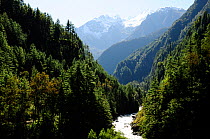 Coniferous forests in the Dudh Khola river valley, Annapurna Conservation Area, Himalayas, Nepal, October 2009.