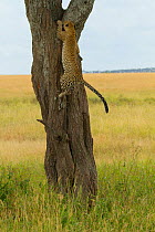 Leopard (Panthera pardus) climbing straight up a tree, Serengeti National Park, Tanzania