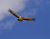 Martial eagle (Polemaetus bellicosus) in flight overhead, Tarangire National Park, Tanzania