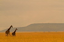 Masai giraffe (Giraffa camelopardalis) and her youngster on the savanna landscape at dawn, Serengeti National Park, Tanzania