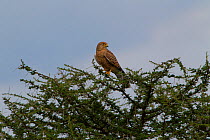 Greater kestrel (Falco rupicoloides) perched in the top of a thorn bush, Serengeti National Park, Tanzania, March