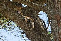 Leopard (Panthera pardus) high in a tree so it has a great vantage point for potential prey. It also climbs trees to avoid insects, catch a bit of a breeze and get away from its enemies. Serengeti Nat...