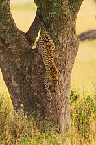 Leopard (Panthera pardus) jumping out of a Sausage tree (Kigalia africana), Serengeti National Park, Tanzania