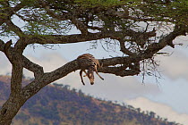 Plains zebra (Equus quagga) dead colt hung in Acacia tree by a Leopard (Panthera pardus). The Leopard was resting at the base of the tree. Serengeti National Park, Tanzania