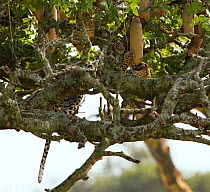 Leopard (Panthera pardus) playing with the fruit of a Sausage tree (Kigalia africana) Serengeti National Park, Tanzania