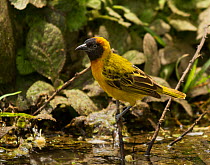 Lesser masked weaver (Ploceus intermedius) perched on a twig as it readies to drink, Tarangire National Park, Tanzania, February