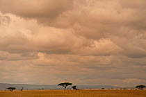 Masai giraffe (Giraffa camelopardalis) in distance in the tall grassland of Serengeti National Park, Tanzania, March