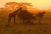 Masai giraffe (Giraffa camelopardalis) feeds on the leaves of Acacia early on a foggy morning, Serengeti National Park, Tanzania, March