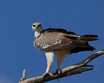 Martial eagle (Polemaetus bellicosus) perching on branch, Serengeti National Park, Tanzania, February