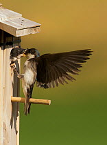 Tree swallow (Tachycineta bicolor) adult feeding aggressive chick that clamps its beak around the adults head, Aurora, Colorado, USA July
